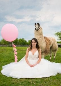 Llama Wedding